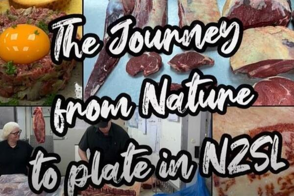 image of The Journey from Nature to Plate in NZSL - Butcher
