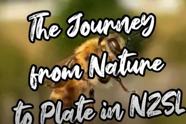 image of The Journey from Nature to Plate in NZSL - Honey / Bees