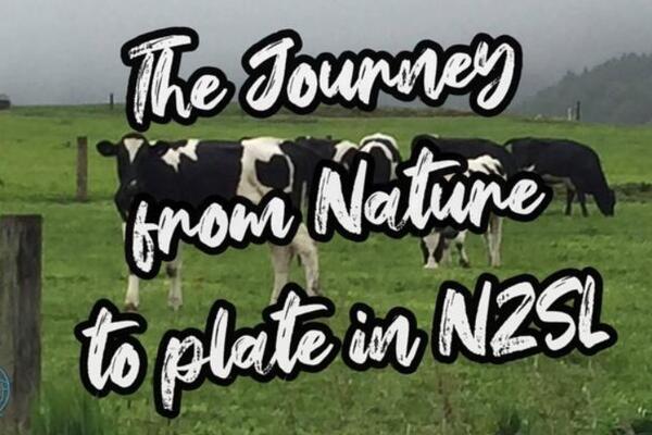 image of The Journey from Nature to Plate in NZSL - Cow Milking