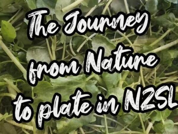 image of The Journey from Nature to Plate in NZSL - Māori boil up - watercress 🍀🌱🍀